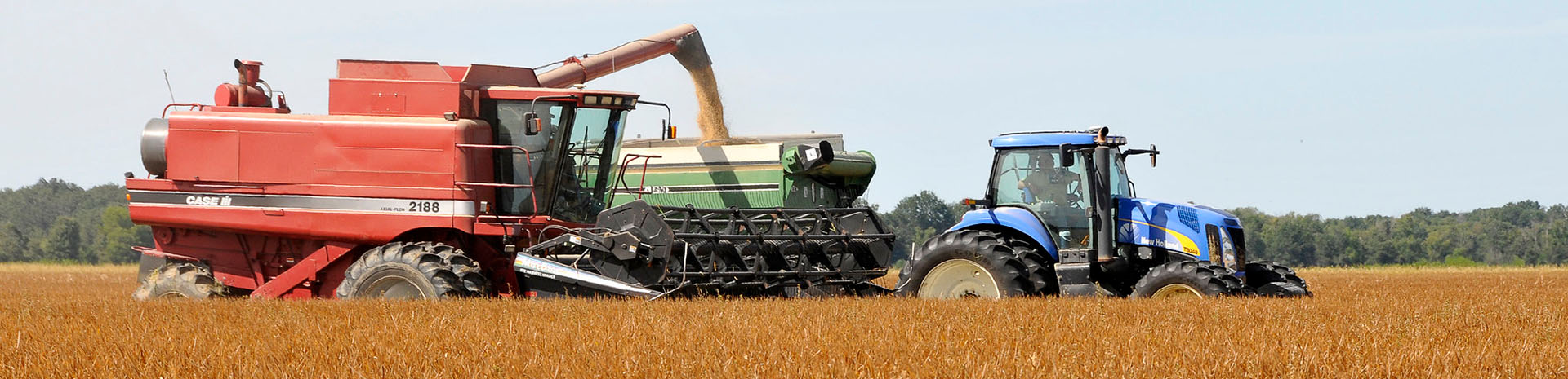 rice being harvested